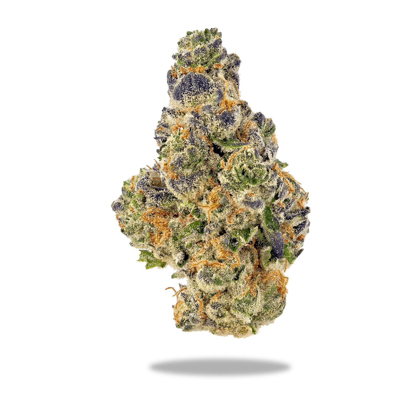 Boutique Exotic THCA Flower (H/I) Purple Rhino / 1G + Boveda